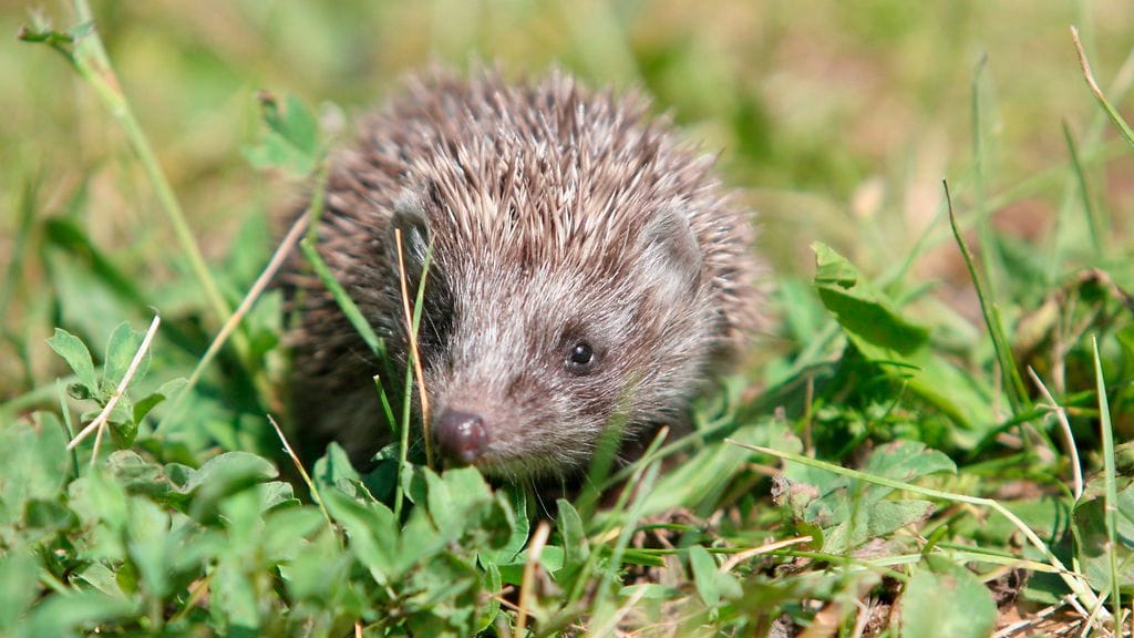 siili, siilit, ruohikko