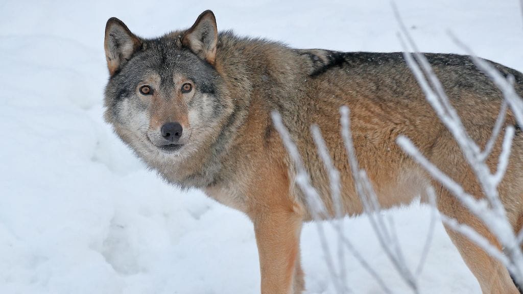 Onnettomuuspaikalla oli jonkin verran myös autosta irronneita kappaleita.
