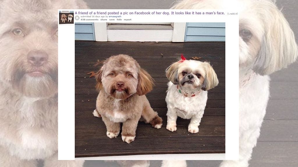 Yogi on Shih Tzun ja villakoiran yhdistelmä. Sillä on myös 8-vuotias isosisko, Darla, joka on kuitenkin olemukseltaan Yogia koiramaisempi. Kuvan lähde Reddit