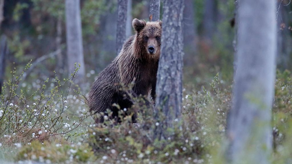 Poliisin mukaan Hankasalmella lopetettu karhu oli käynyt etsimässä ravintoa pihapiiristä. Kuvituskuva.