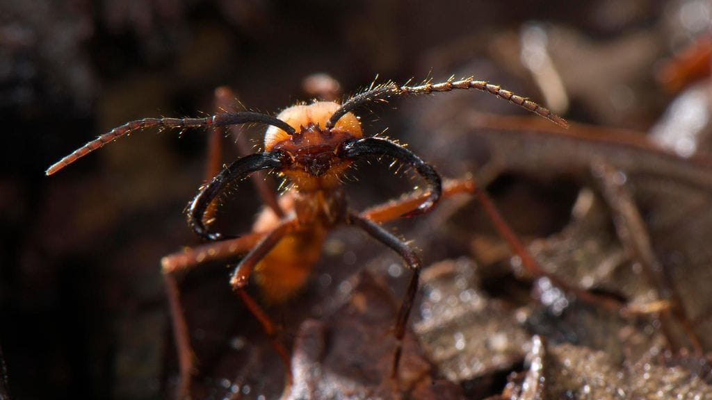Arkistokuvaa. Kuvan muurahainen ei ole räjähtävää tyyppiä.
