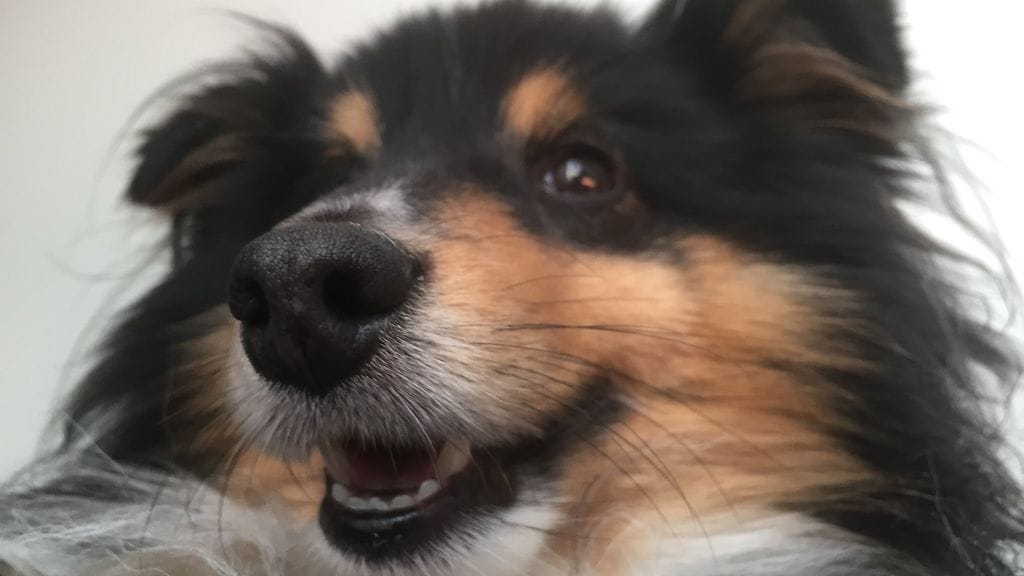 30708462_771187806416672_6565102996937237621_n