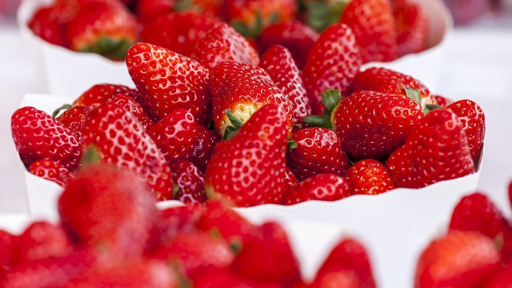 Mansikoiden pääsatokausi 2021 on jo startannut.