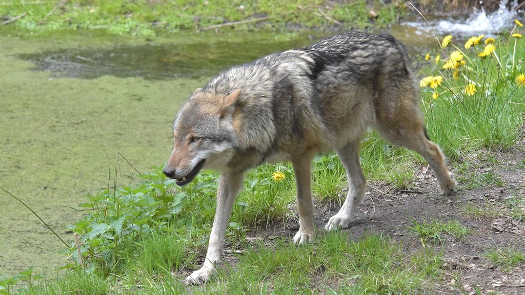 Alueella on ollut aiemminkin susihyökkäyksiä. Kuvituskuva.