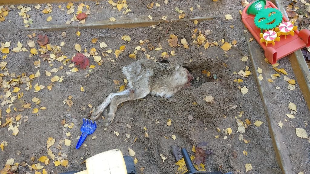 Rusakko hiekkalaatikossa