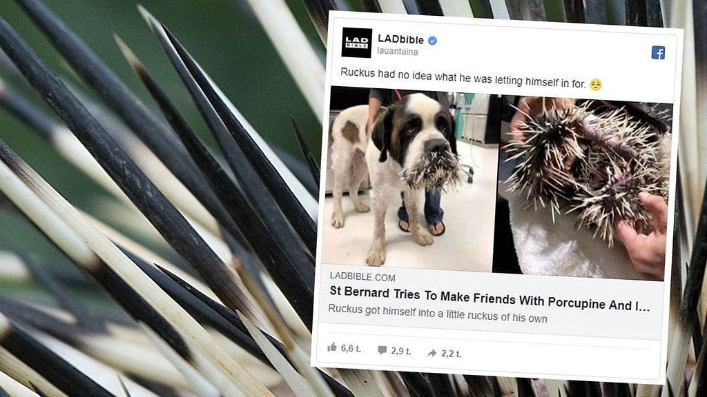 Berhandilainen sai piikkisian piikit päin näköään.