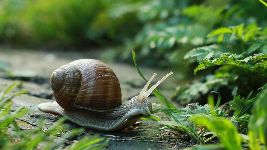 Miehen syömä etana kantoi sisällään angiostrongylus cantonensis -nimistä sukkulamatoa. Kuvituskuva.
