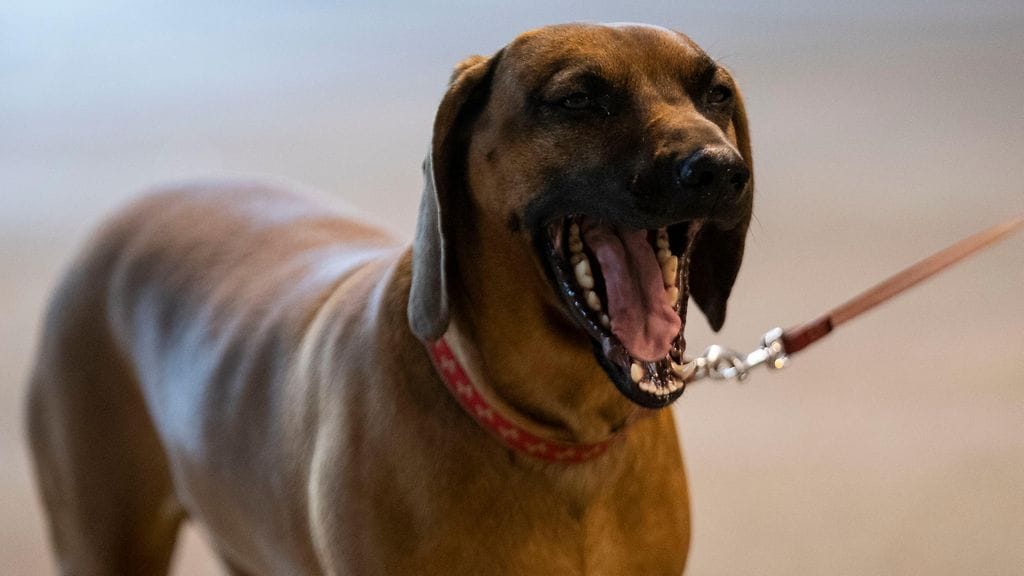 Koirahyökkäysten määrä on kasvanut viime vuosina. Kuvituskuva.