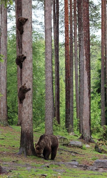 Valtteri Mulkahainen