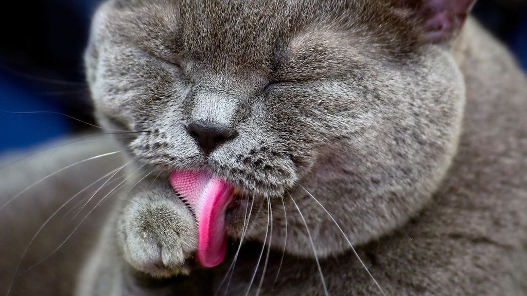 Kissojen kieli toimii melko ainutlaatuisella tavalla.