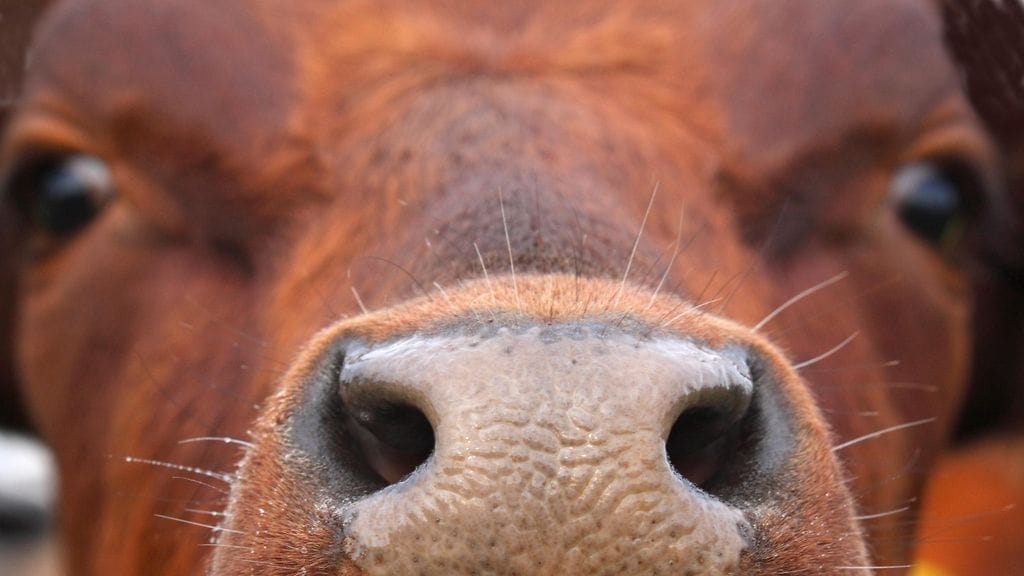 Unkarin viranomaiset ovat havainneet suu- ja sorkkatautitapauksen 1 400 naudan karjatilalla Slovakian rajalla. Kuvituskuva.