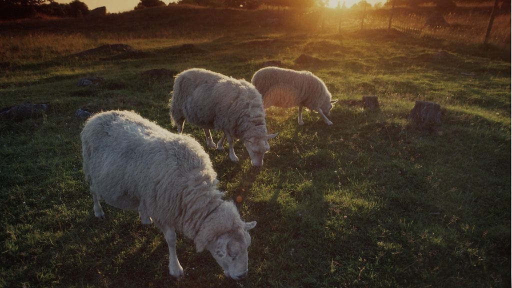 AOP Lammas lampaat lampaita 7.04663805