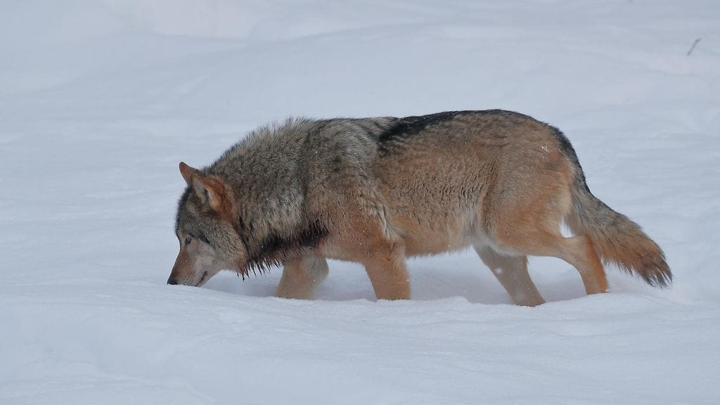 Kuvituskuvaa, kuvan susi ei liity tapaukseen.