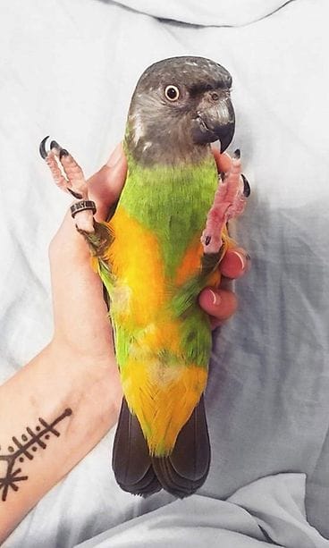 KUVA VAIN LIFESTYLEN JUTTUUN 21