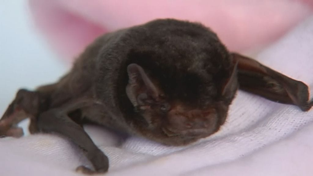 lepakko, lepakot, pienlepakko, Australia