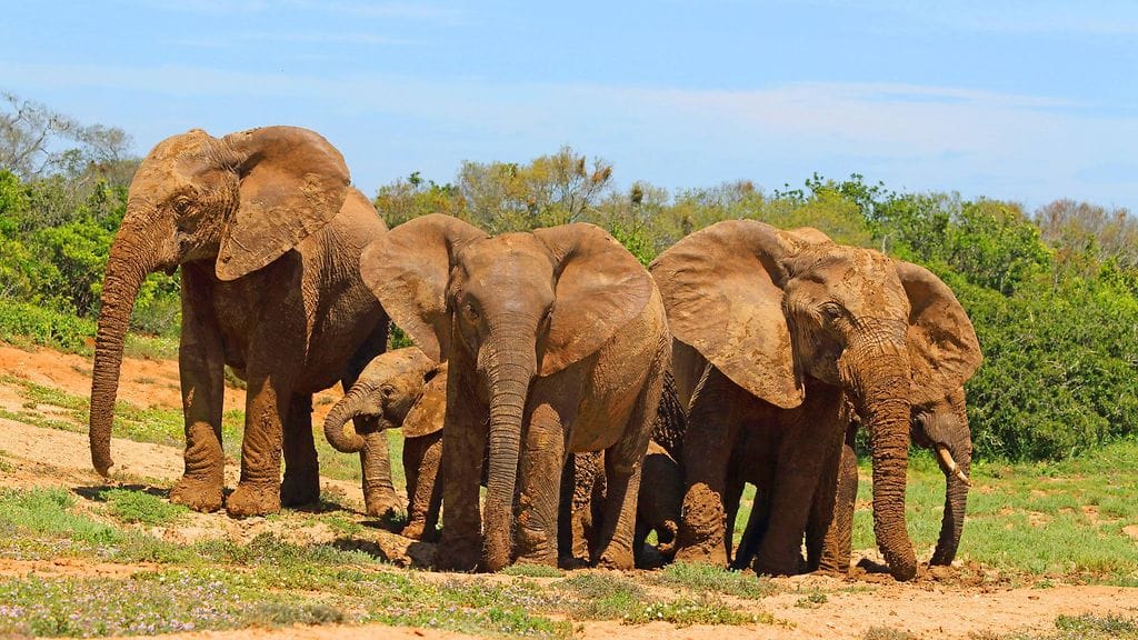 Norsut ovat menehtyneet Hwangen kansallispuistossa, joka on Zimbabwen laajin luonnonsuojelualue. Kuvituskuva.