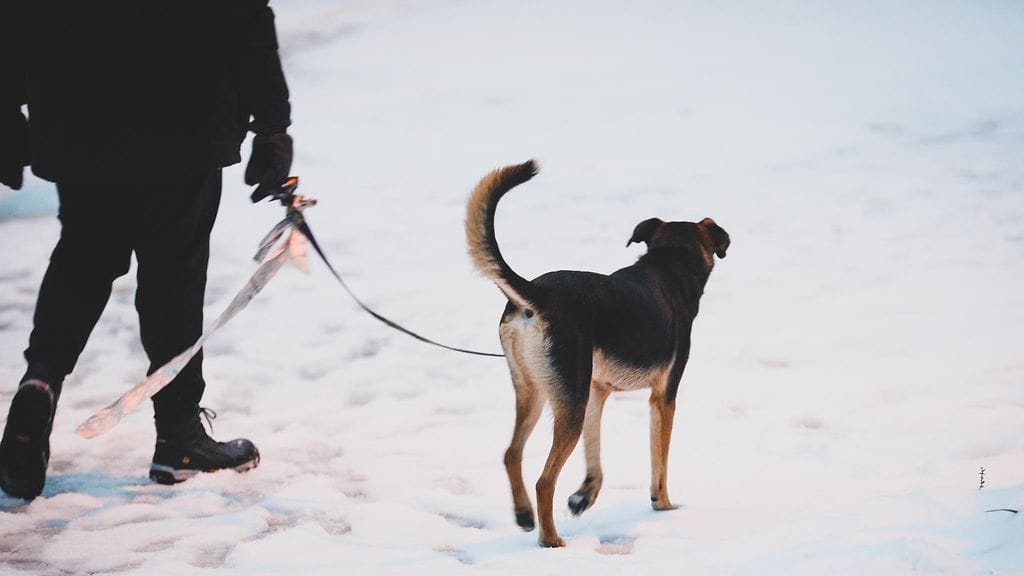 Palomiehenä toiminut Gregg pelasti koiranpennun yhdeksän vuotta sitten työtehtävää suorittaessaan. Hän adoptoi pennun; sen nimeksi tuli Bella.
