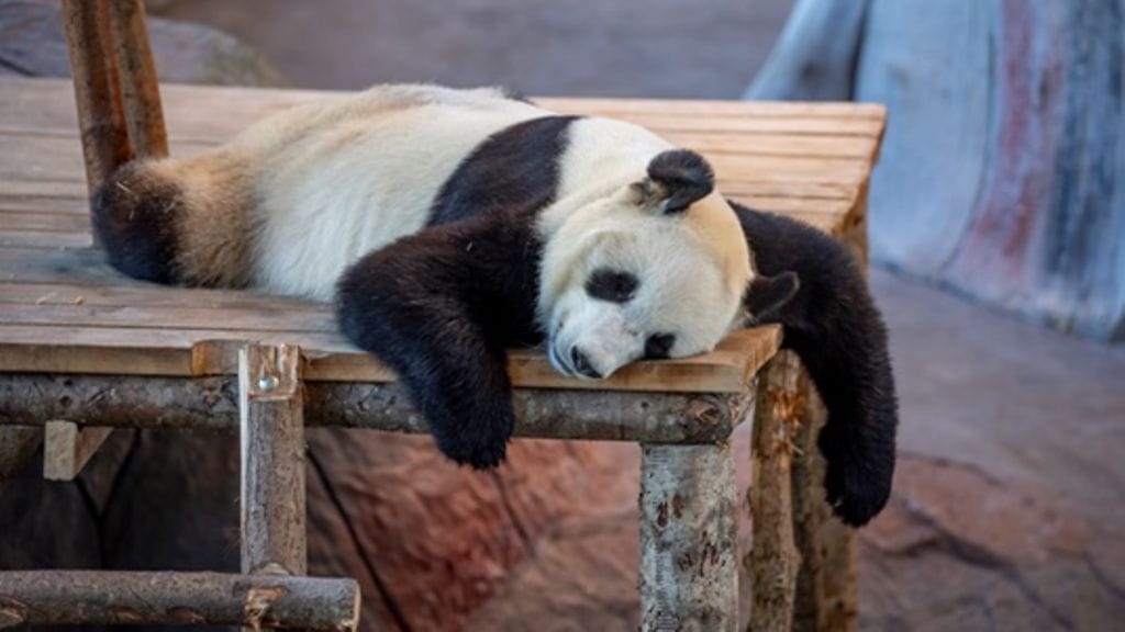 Pyry, Lumi, panda, Ähtäri