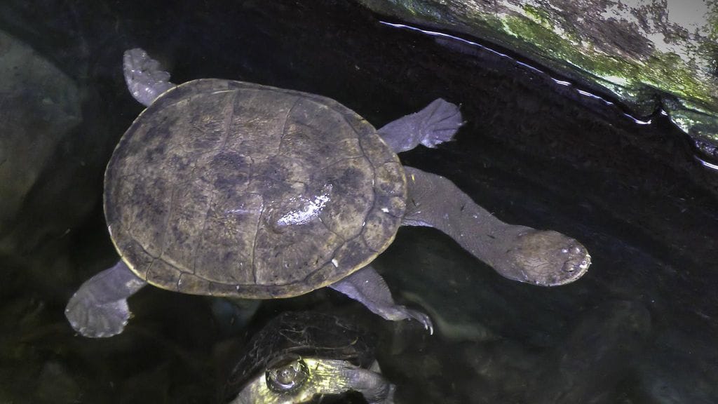 Squishy kuuluu käärmeenkaulakilpikonnien heimoon, jolla on tunnistettavan pitkä kaula. Kuvan kilpikonna ei liity tapaukseen.