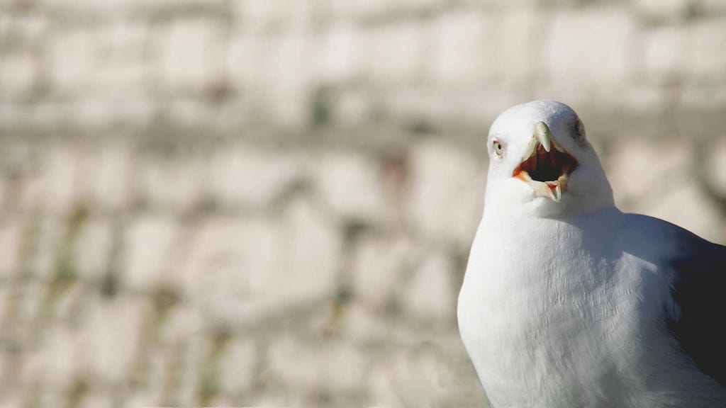 Kuvan lokki on tapaukseen syytön.