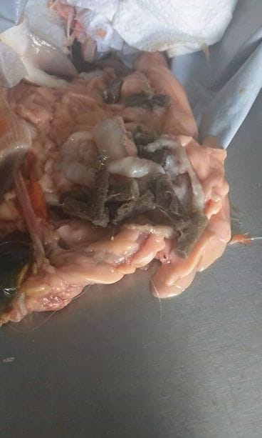 kirjolohi tupakantumpit