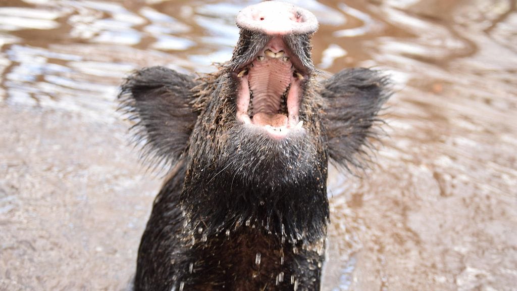 Loukkaantunut villisika on siinä määrin vaarallinen, että sen luo ei pidä mennä.