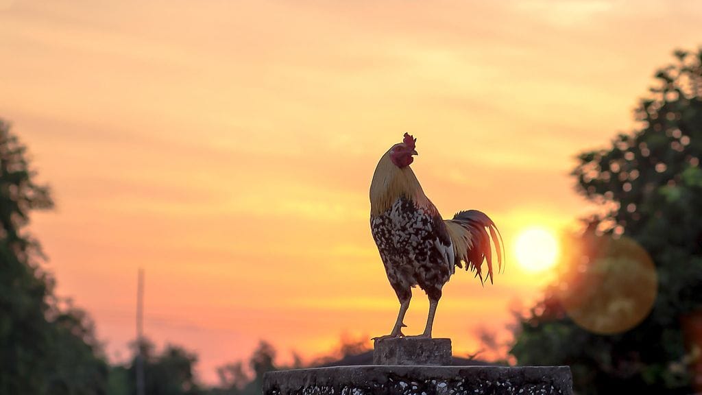 Maurice itse ei esiintynyt oikeuden istunnossa, jossa sen tapausta puitiin. Oikeustalon ulkopuolella nähtiin kuitenkin protestoijia kukot mukanaan. Kuvituskuva.