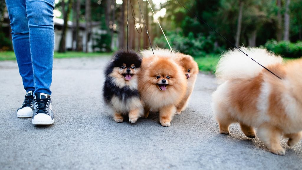 shutterstock_1164877927