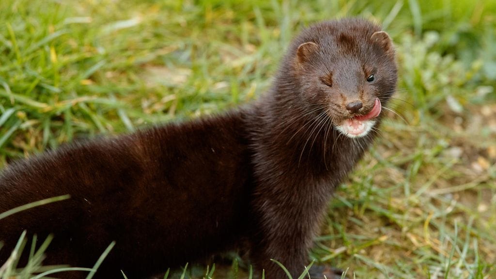 Työtä tehdään Suomen ja Ruotsin yhteistyönä. Arkistokuva.