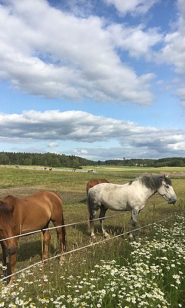 mattilan-majatalo-hevoset