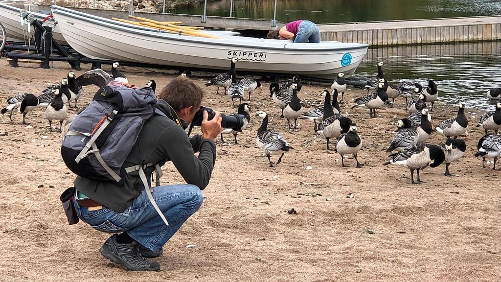 Valkoposkihanhet, valkoposkihanhi, turisti