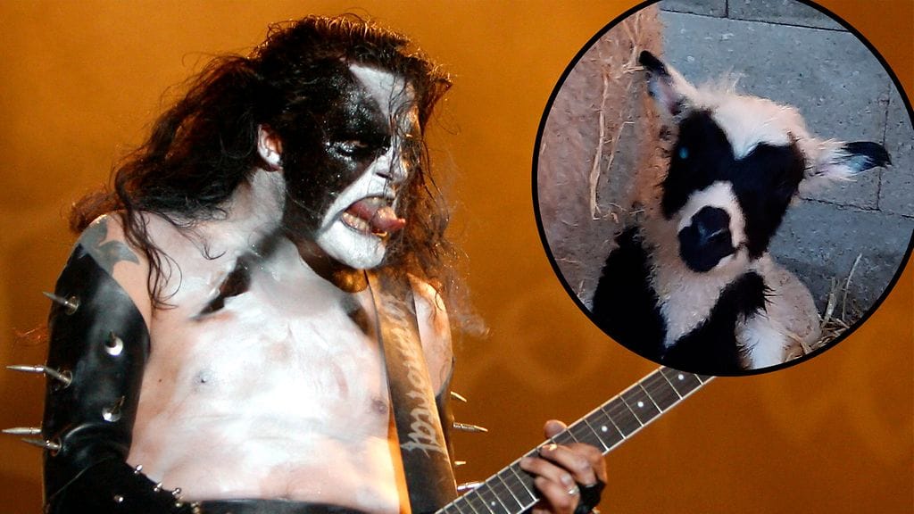 Abbath-karitsa sai nimensä norjalaisen metallimuusikko Abbath Doom Occultan mukaan. Kuvituskuva.