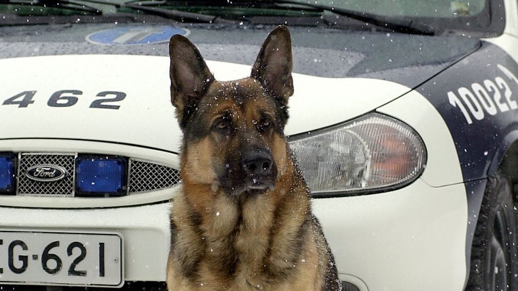 Arkistokuva. Kuvan koira ei liity uutiseen.