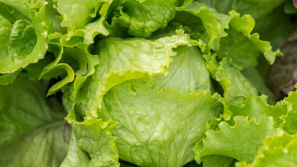 Miten itse reagoisit, jos salaattipussissasi luikertelisi käärme?