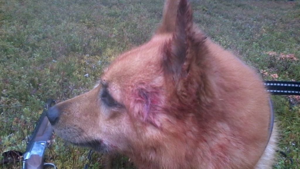 Arto Kettusen Natu-koira joutui Savukoskella maakotkan hyökkäyksen kohteeksi. Kuva: Jarkko Rissanen