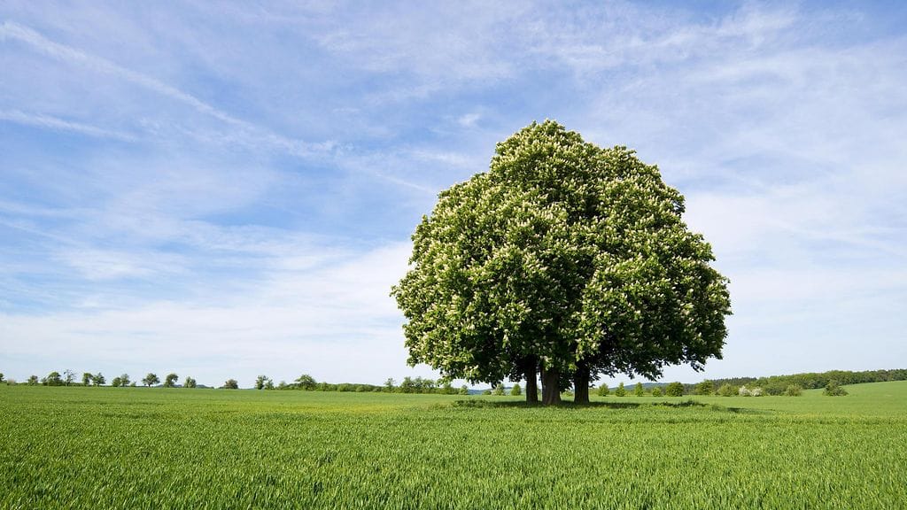 Hevoskastanjapuu on yksi uhanalaisista lajeista.