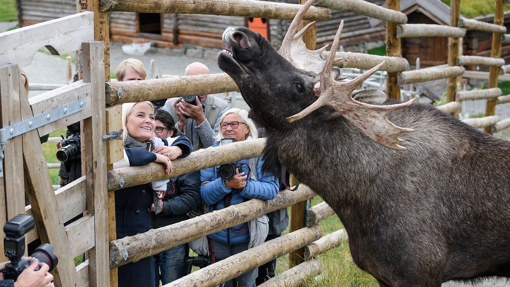 Mette-Marit kohtasi hirven