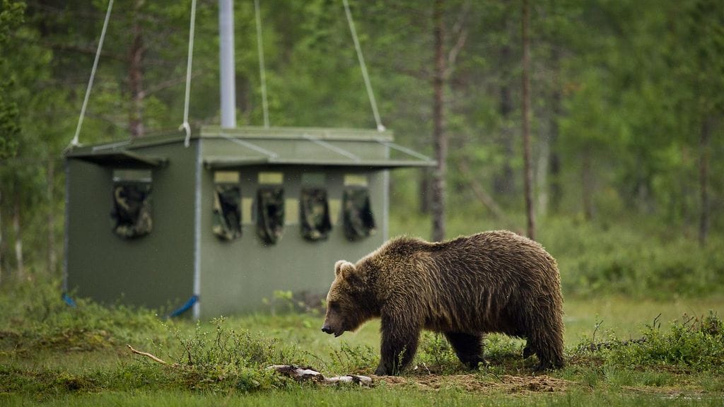 Karhuja ja muita metsän eläimiä houkutellaan riistan avulla suurpetokuvauspaikoille.