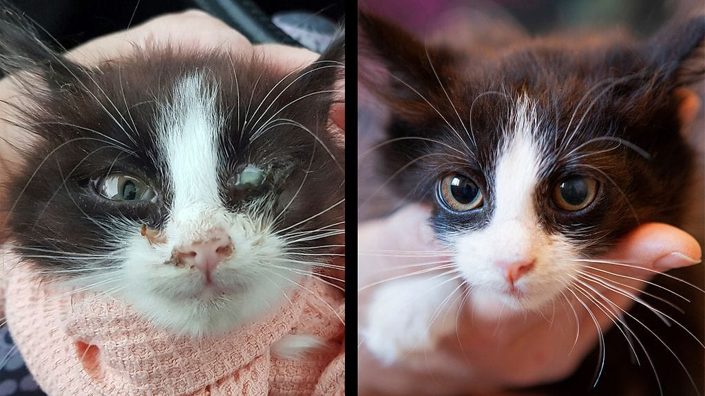 Merri_Rekku_Rescue_ry