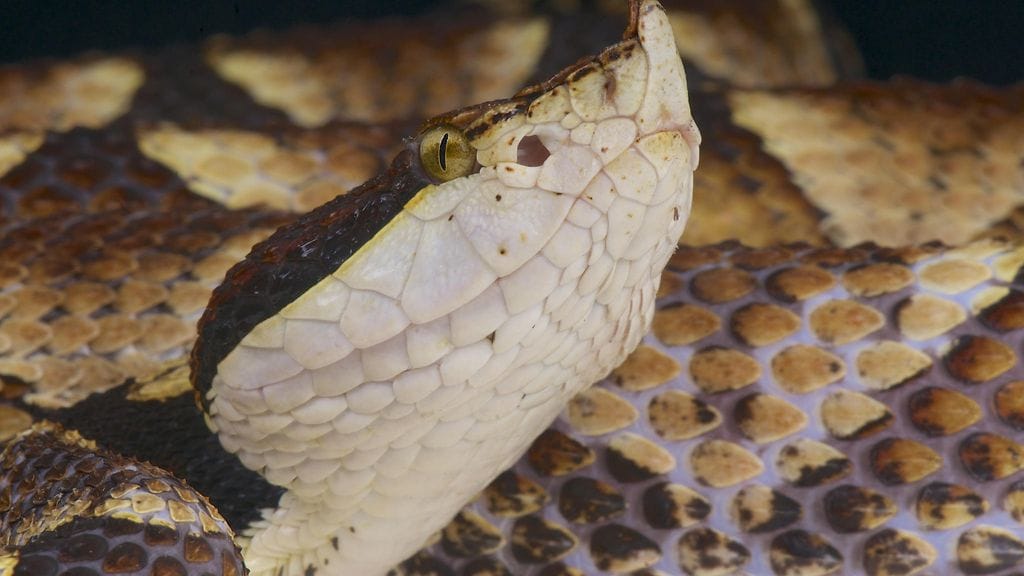 Käärmeen puremaan liittyvään myyttiin uskominen maksoi kiinalaismiehelle hänen sormensa. Kuvituskuva.