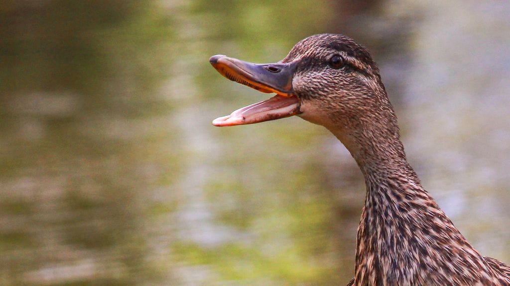 Ankat ovat yksi espanjansiruetanan harvoista luontaisista vihollisista Suomen luonnossa.