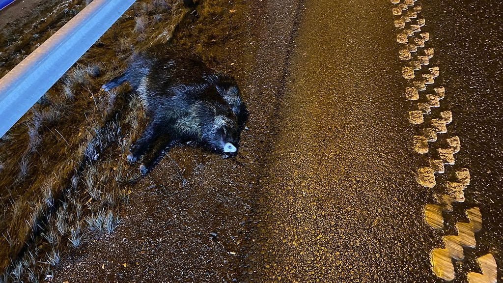 Villisika kuoli törmäyksessä.