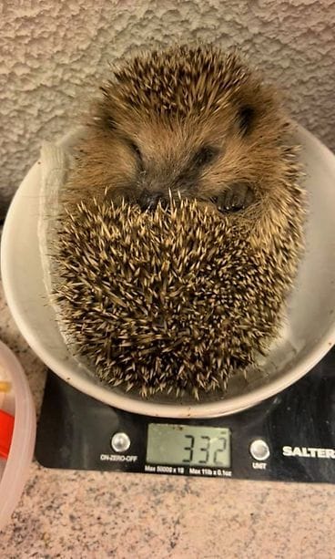 Jarmo ”Jamppa” Lautamäen eläinhoitolassa on hoidettu myös muun muassa siilejä.