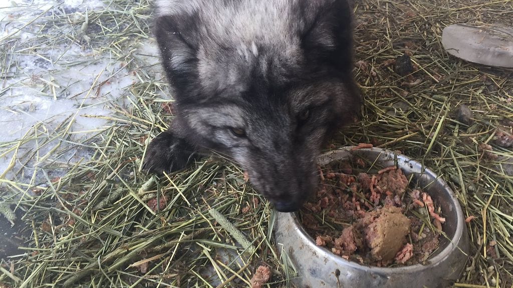 Urhoksi ristitty sinikettu päätyi Jampan eläinhoitolaan maaliskuussa 2019.