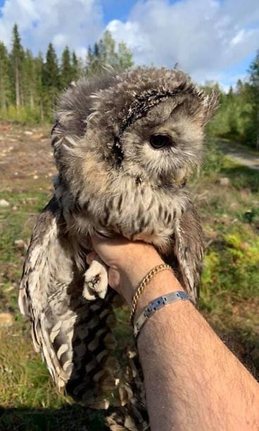 Jos löydät luonnosta loukkaantuneen pöllön, pyydä paikalle asiantuntevaa apua. Sen kynnet ovat nimittäin terävät. Tämä lintu pääsi vapauteen Jampan eläinhoitolasta.