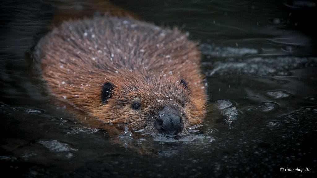 Majava uiskentelee Ähtärin eläinpuistossa. Kuva: Timo Ahopelto.