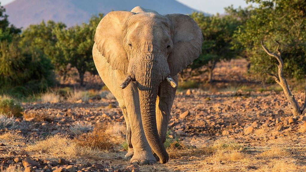 Namibia aikoo tappaa yli 700 villieläintä helpottaakseen kuivuuden aiheuttamaa nälänhätää.