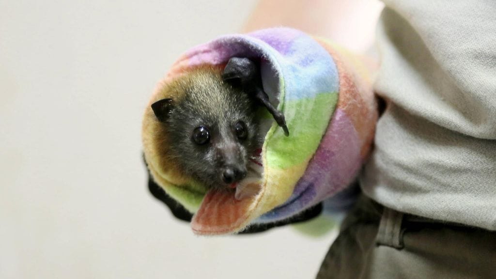 LK australia villieläimet