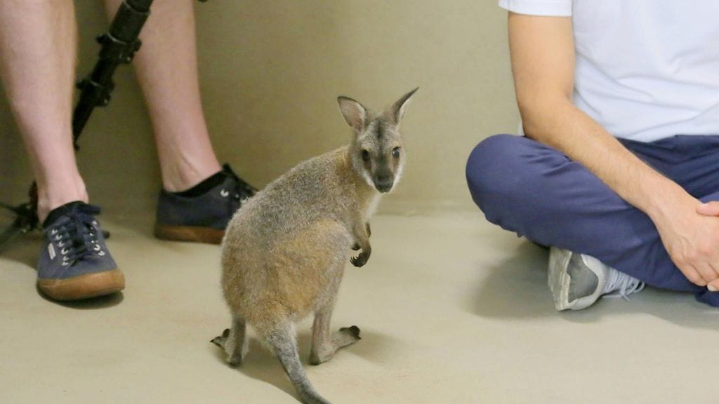 LK australia villieläimet (1)