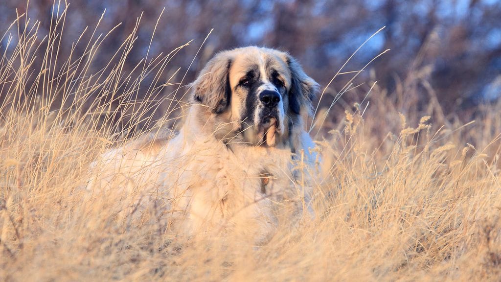Pyreneittenmastiffi. Naisia purrut koira oli samaa rotua.